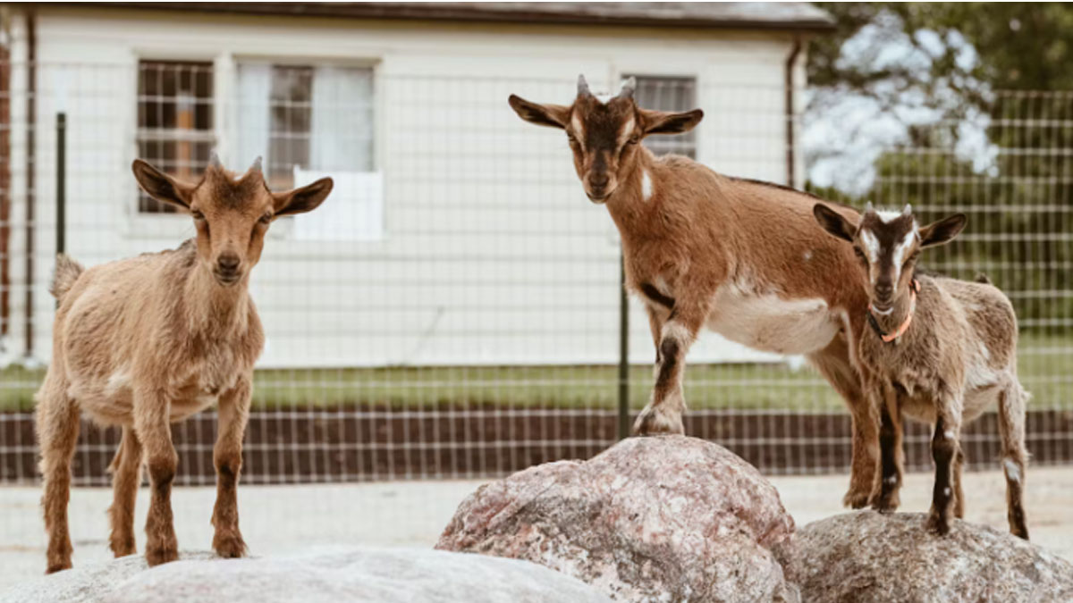 Hooves and Hugs at Elawa Farm